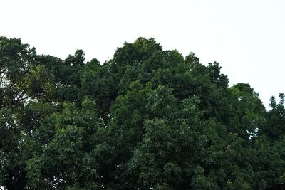 Low angle view of trees against sky