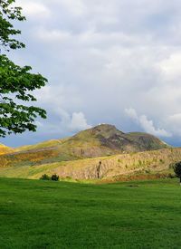 Scenic view of field against sky