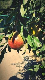 Close-up of fruits growing on tree