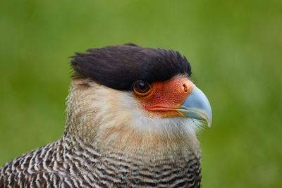 Close-up of eagle looking away