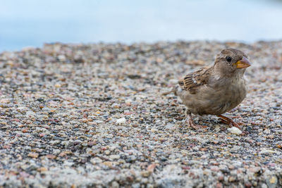 Close-up of a bird on land