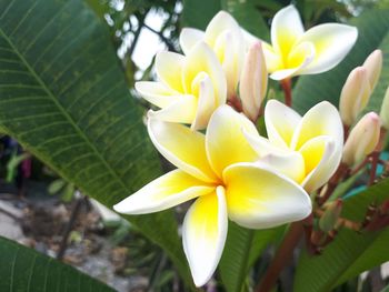 Close-up of yellow flowering plant
