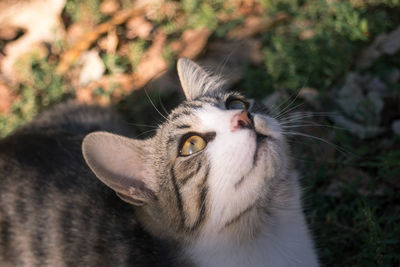 Close-up of a cat looking away