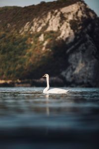 Duck swimming in lake