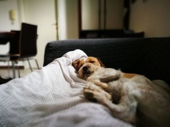 Close-up of dog relaxing on bed at home