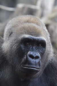 Close-up portrait of a monkey