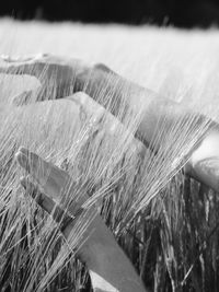 Close-up of grass on field