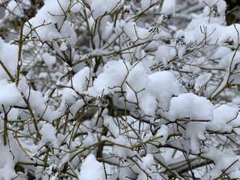 Close-up of snow covered tree