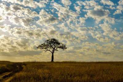 Tree on field against sky