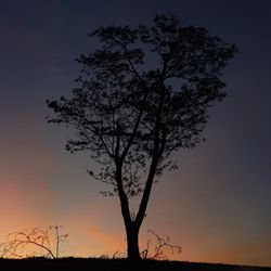 Silhouette tree against sky during sunset