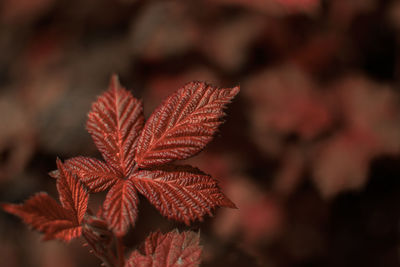 Close-up of dried maple leaves