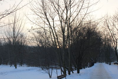 Bare trees on snow covered landscape