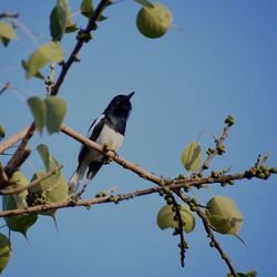 Low angle view of bird perching on tree against sky