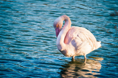 Flamingo in lake