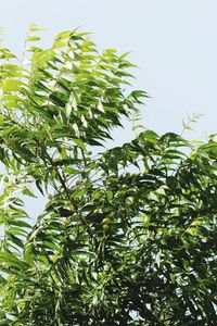 Low angle view of tree against sky