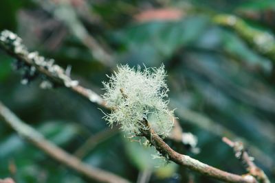 Close-up of plant