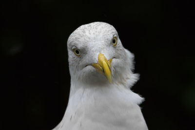 Close-up portrait of seagull