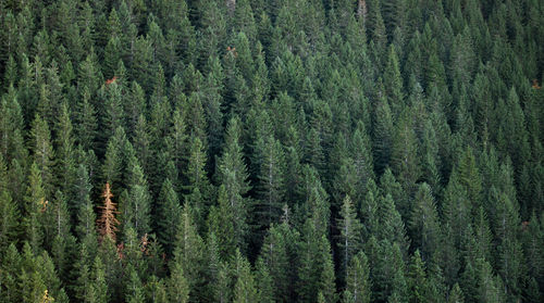 Pine trees in forest