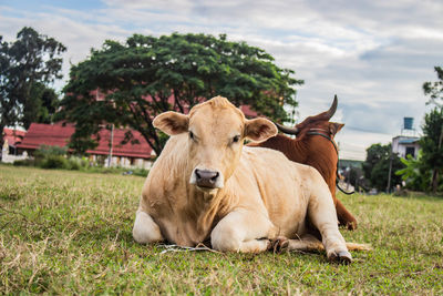 Cows in a field