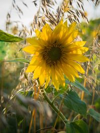 Close-up of yellow flowering plant on field