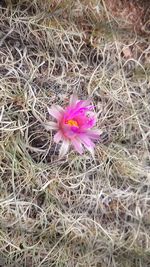 High angle view of pink flower on field