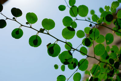 Low angle view of plants against clear sky