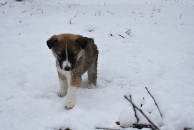 Dog on snow covered land