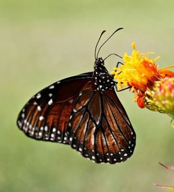 Close-up of butterfly on flower