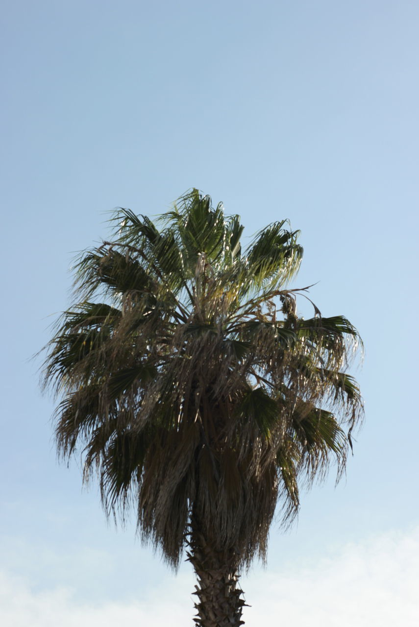 LOW ANGLE VIEW OF PALM TREES AGAINST SKY