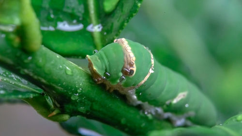 Close-up of water drop on leaf