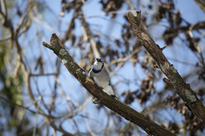 Low angle view of bird perching on branch