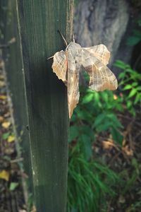 Close-up of insect on wood