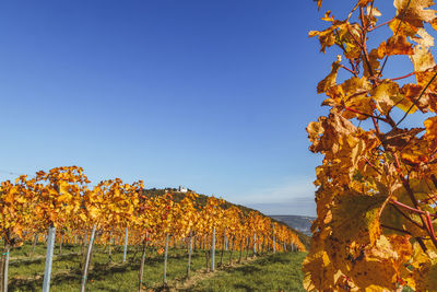 Autumn trees on field against clear sky