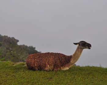 Sheep on field against clear sky