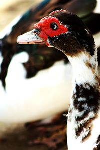 Close-up of bird