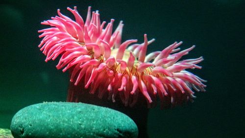 Close-up of pink underwater