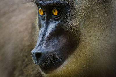 Close-up portrait of drill monkey