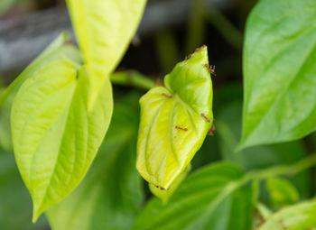 Close-up of green leaves on plant