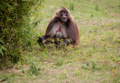 Lion sitting on land