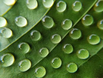 Full frame shot of green leaves with water drops