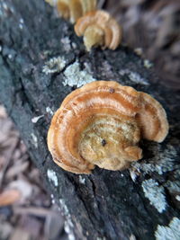 Close-up of snail on mushroom