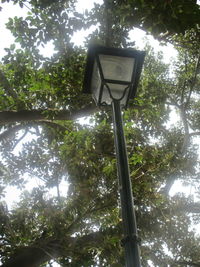 Low angle view of tree against sky