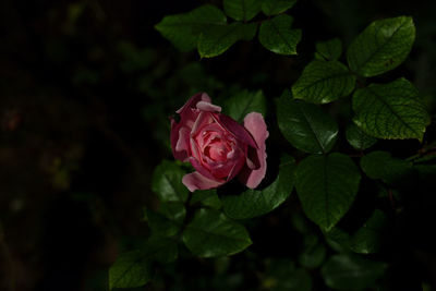 Close-up of rose plant