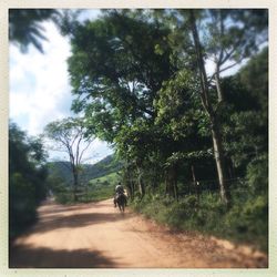 Man walking on horse by trees against sky