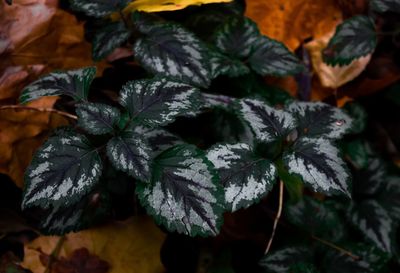 Close-up of leaves on plant