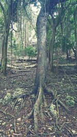 Trees in forest