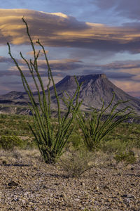 Plants growing on land against sky