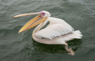 High angle view of pelican swimming in lake