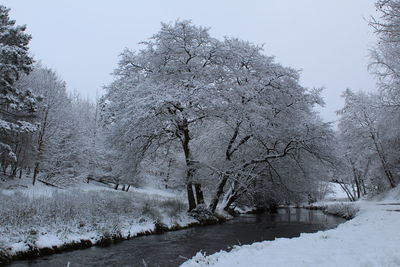 Snow covered trees against clear sky