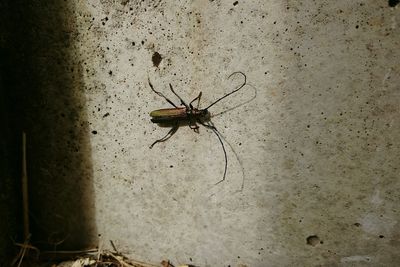 Close-up of spider